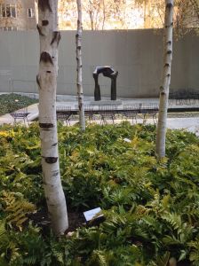 Birch Trees with Henry Moore in the MOMA Sculpture Garden